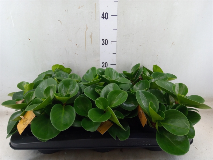<h4>Peperomia obt. 'Green Gold'</h4>