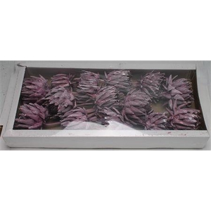 Artichoke Brombeer Frosted