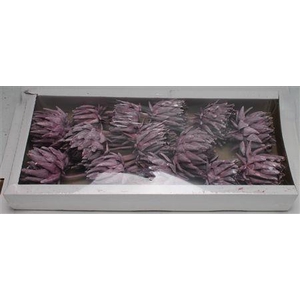 Artichoke Brombeer Frosted