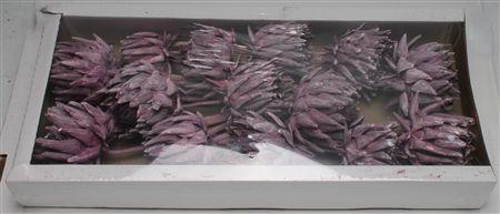 <h4>Artichoke Brombeer Frosted</h4>