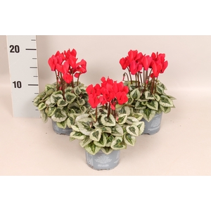 Cyclamen Super Serie Silverblad Red