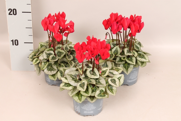 Cyclamen Super Serie Silverblad Red
