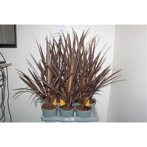 Cord Aus Red Star