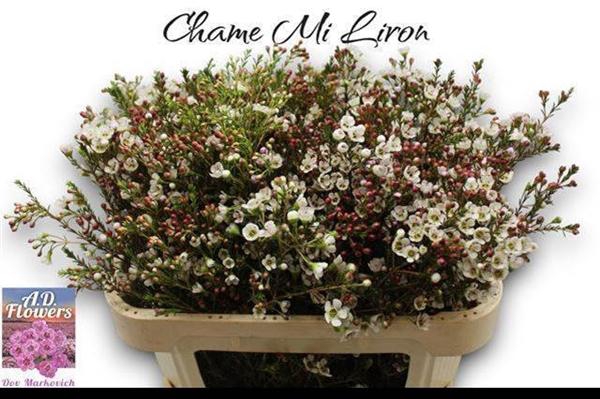 <h4>CHAME MI LIRON</h4>