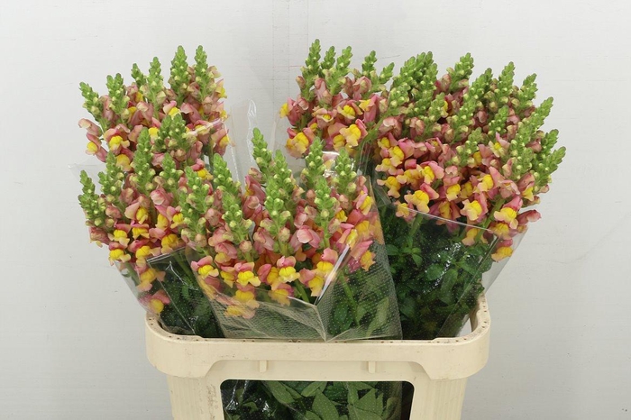 <h4>Antir Cool Orange</h4>