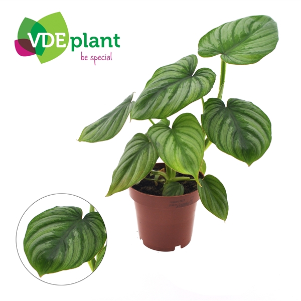 <h4>Philodendron Mamei (2pp) 12cm</h4>