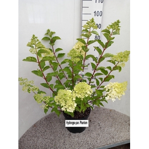 Hydrangea pan. Phantom 50-60 cm struik P26 C7,5