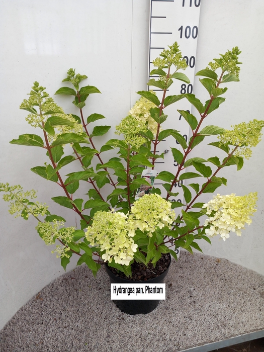<h4>Hydrangea pan. Phantom 50-60 cm struik P26 C7,5</h4>