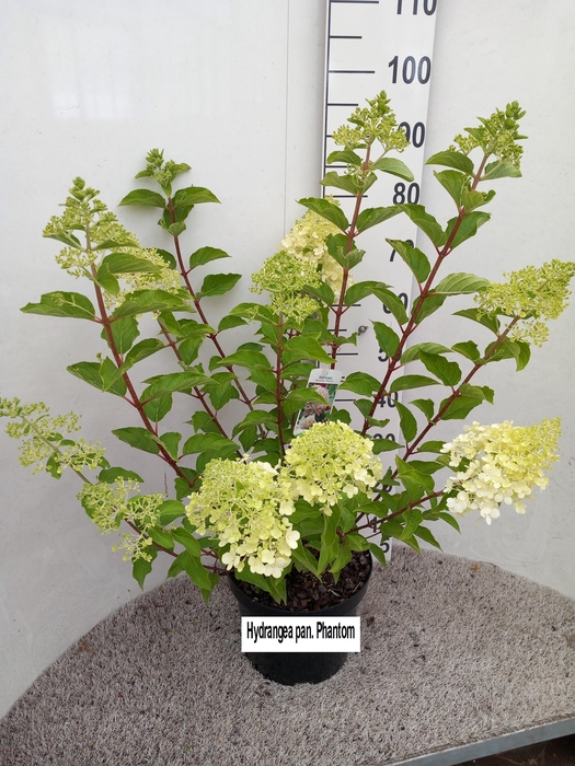 <h4>Hydrangea pan. Phantom 50-60 cm struik P26 C7,5</h4>
