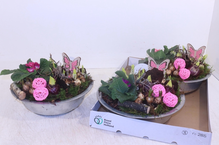 <h4>ARR TUINPLANTEN</h4>