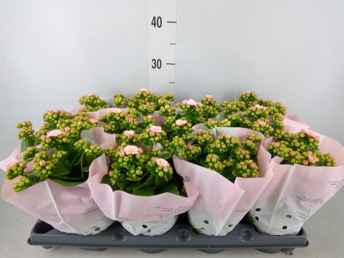 <h4>Kalanchoe   ...</h4>