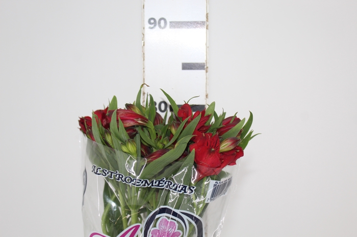 <h4>ALSTROEMERIA NATALYA 080 CM</h4>