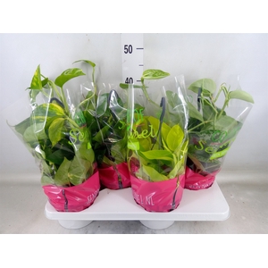 Epipremnum pinn.   HG  ...mix