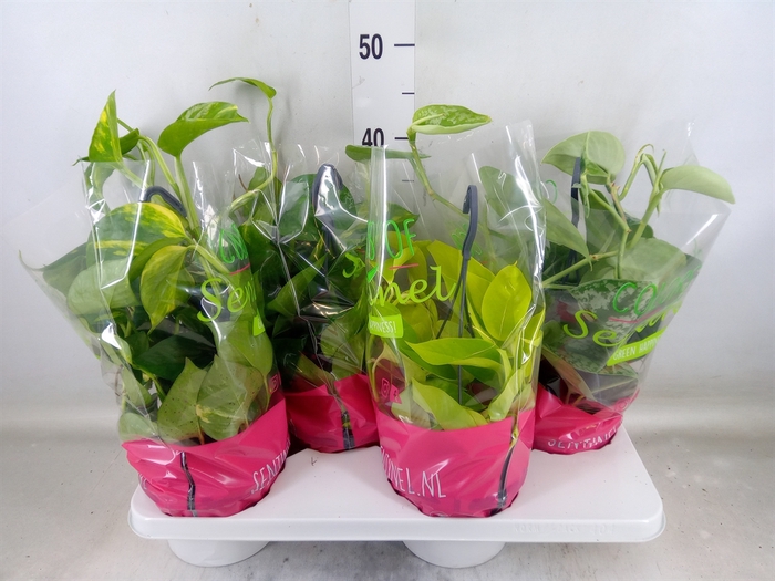 <h4>Epipremnum pinn.   HG  ...mix</h4>