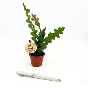 EPIPHYLLUM ANGULIGER P6 FISHBONE