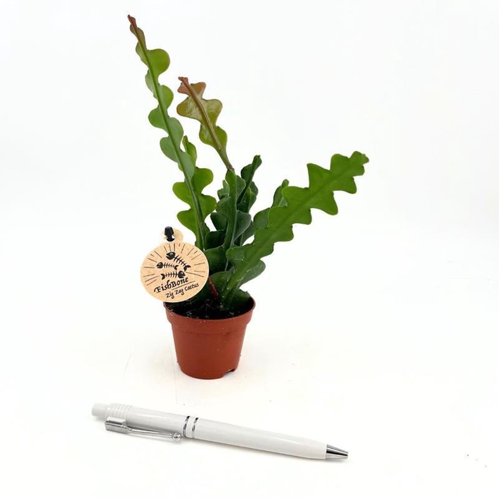 <h4>EPIPHYLLUM ANGULIGER P6 FISHBONE</h4>