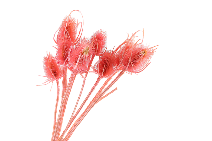 <h4>Chardon Pink</h4>