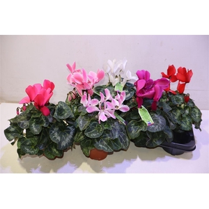 arr8 Cycl Gr Sup Vintro