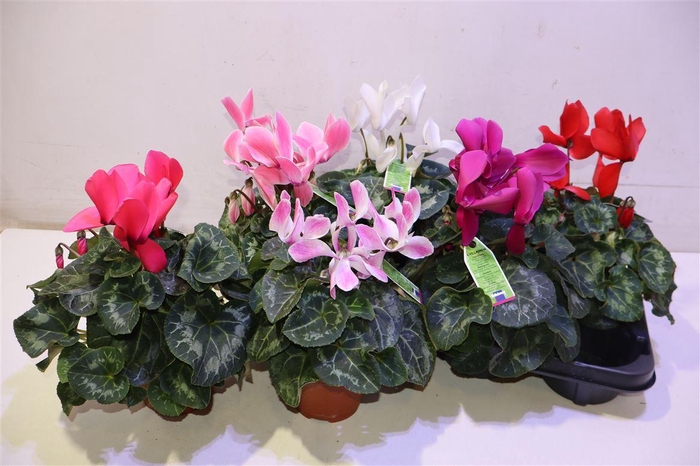 <h4>arr8 Cycl Gr Sup Vintro</h4>