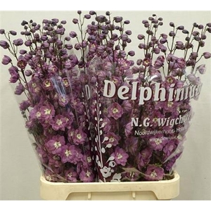 Delph Du Dewi Rita