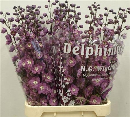 <h4>Delph Du Dewi Rita</h4>