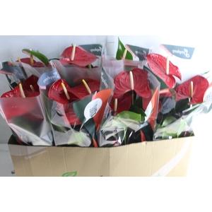 ANTHURIUM QUERIDA P15