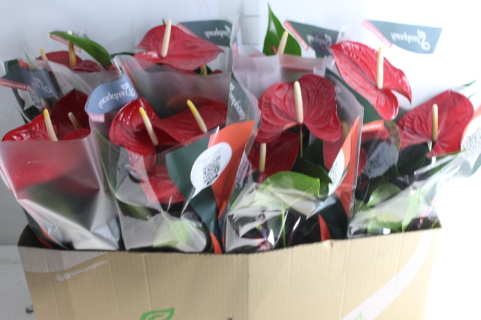 <h4>ANTHURIUM QUERIDA P15</h4>