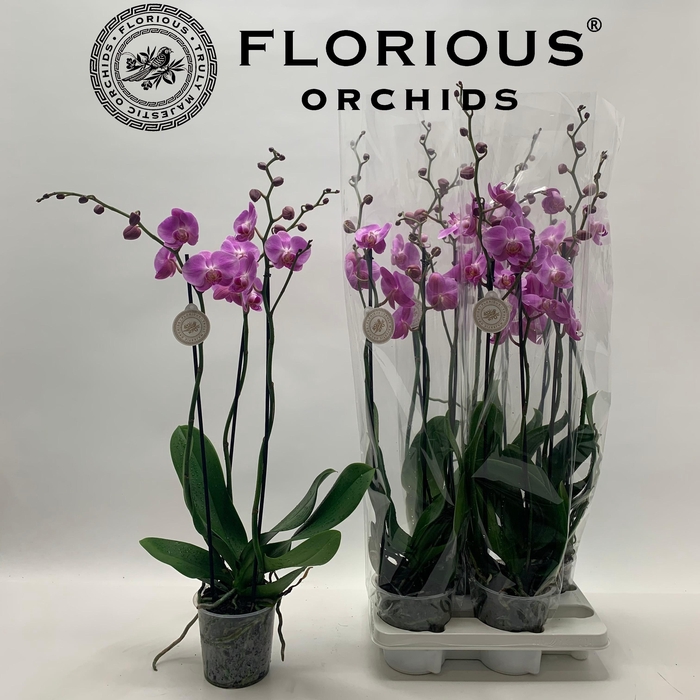 <h4>PHAL OV ROZE</h4>