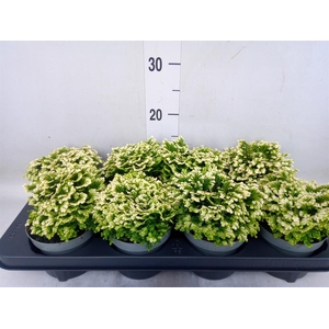 Selaginella martensii 'Jori'