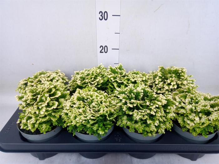 <h4>Selaginella martensii 'Jori'</h4>