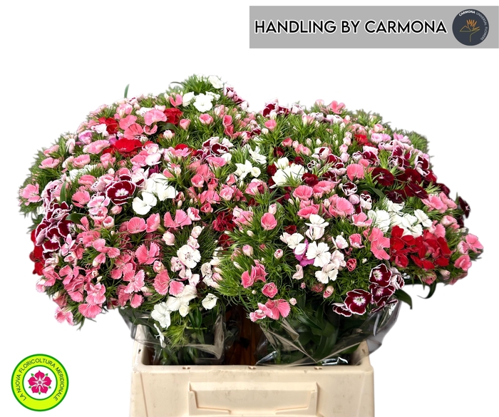 <h4>DI BARB GEM</h4>