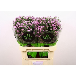 Aster Nb Teeny Tiny Pink