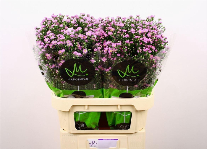 <h4>Aster Teeny Tiny Pink</h4>