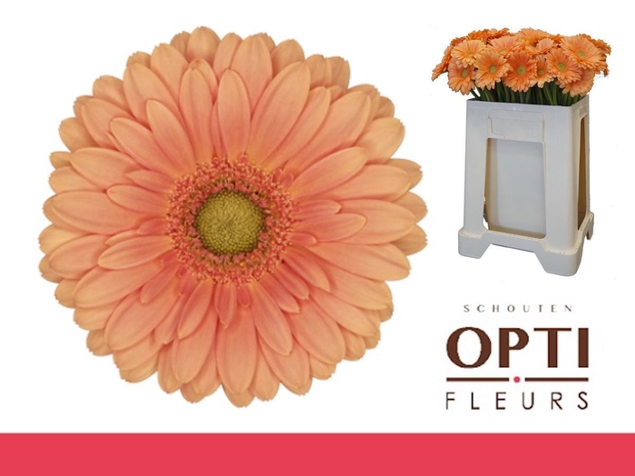 <h4>Germini Cava Water</h4>