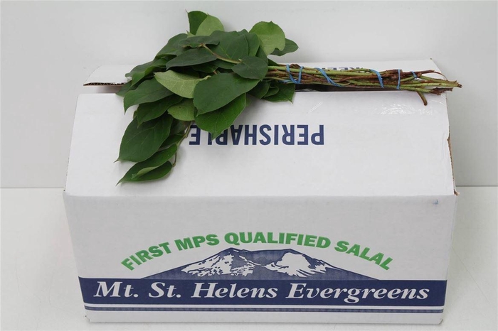 <h4>Salal Mini X25 (p. Bos)</h4>