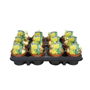 Bol op pot Narcis Tete a Tete