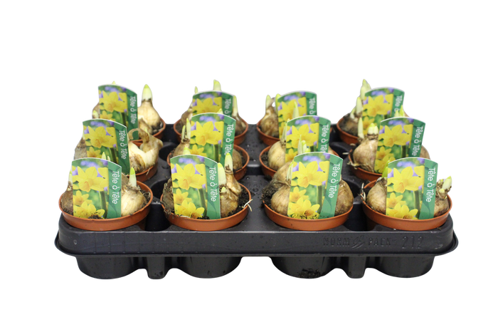 <h4>Bol op pot Narcis Tete a Tete</h4>