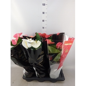 Anthurium   ...mix