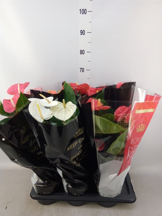 <h4>Anthurium   ...mix</h4>