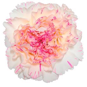 Di St Yukari  Cherry