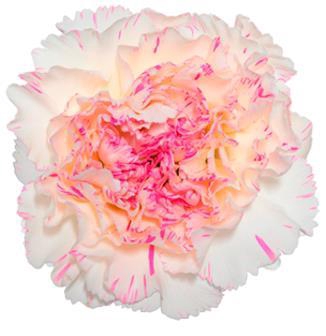 <h4>Di St Yukari  Cherry</h4>