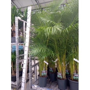 Dypsis lutescens   ...Chrysalidoca