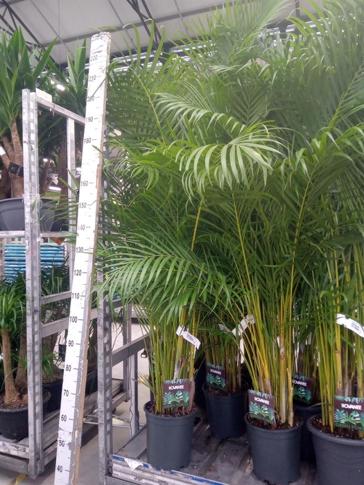 <h4>Dypsis lutescens   ...Chrysalidoca</h4>