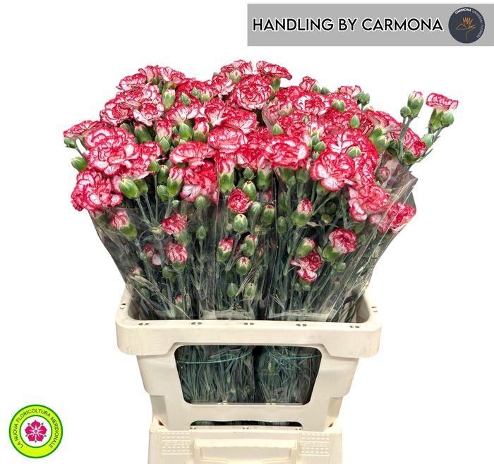 <h4>DI TR MINUETTO</h4>