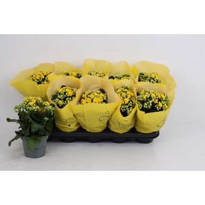 KAL GE PERFECTA YELL