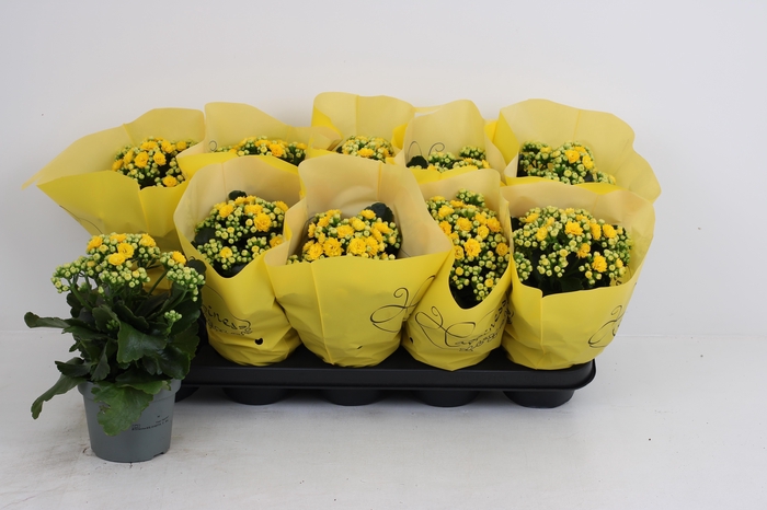 <h4>KAL GE PERFECTA YELL</h4>