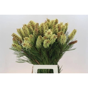 GREVILLEA SPIDERMAN*