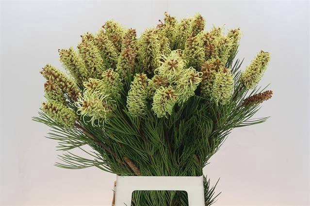 <h4>GREVILLEA SPIDERMAN*</h4>