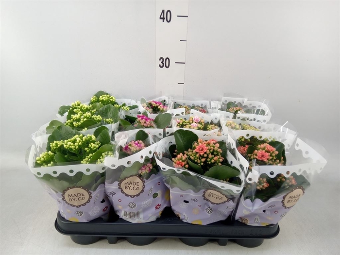 <h4>Kalanchoe blos.   ..rosebud mix  5</h4>