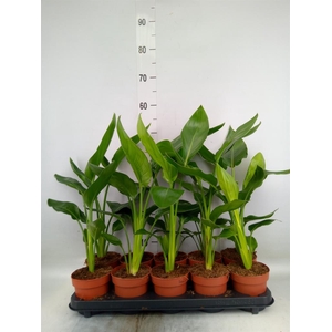 Strelitzia reg.   ...no flowers